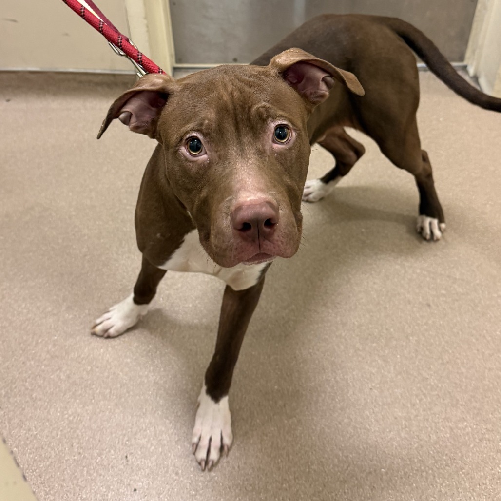 Shelter Stray Male Dog last seen , Chicago, IL 60654