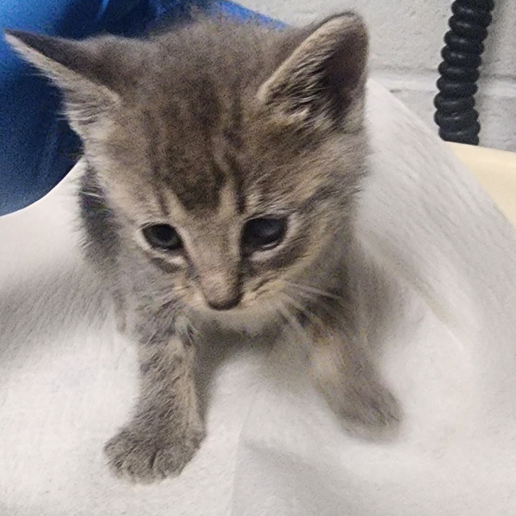 Shelter Stray Female Cat last seen , Greenville, SC 29609