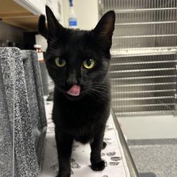 Shelter Stray Female Cat last seen , Greenville, SC 29609