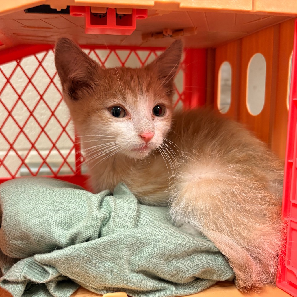 Shelter Stray Male Cat last seen , 54687 Co Rd 19, Bristol, IN 46507, USA