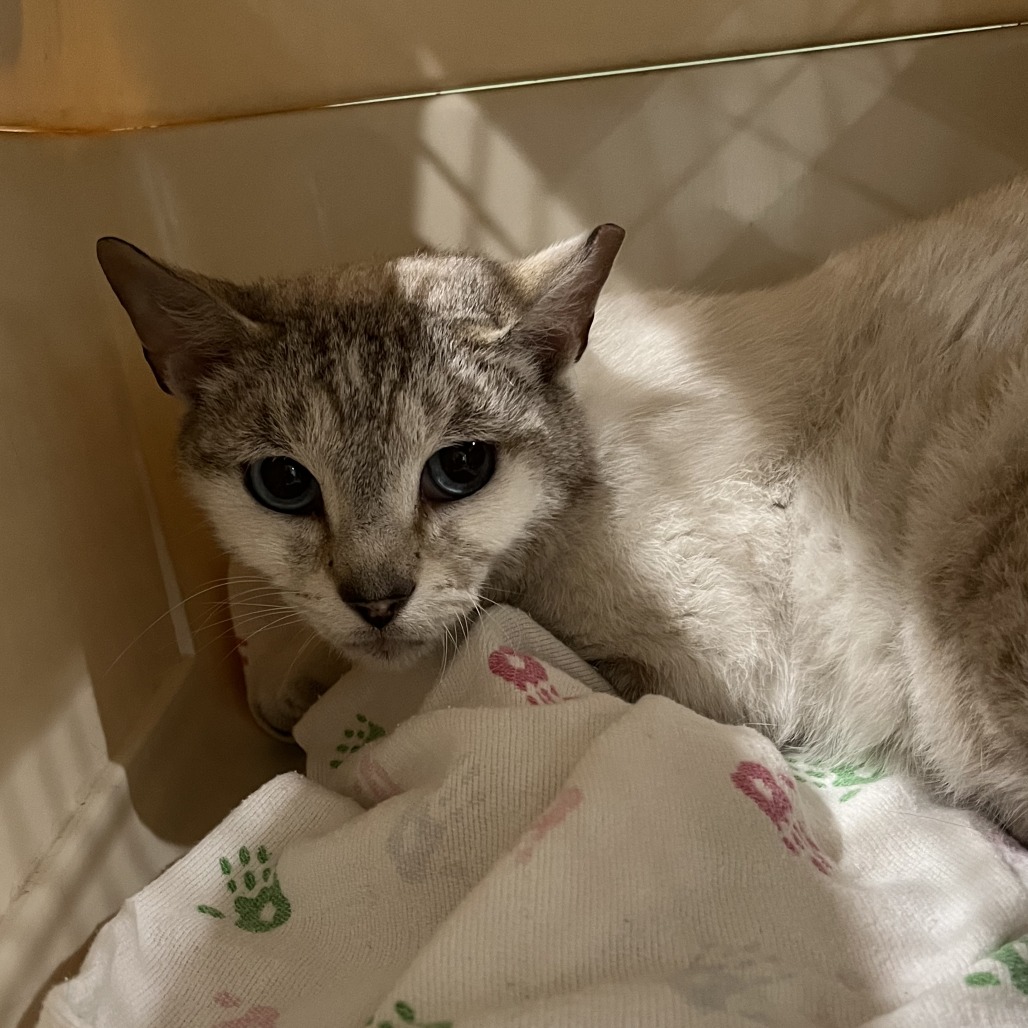Shelter Stray Male Cat last seen , Oak Park, IL 60304
