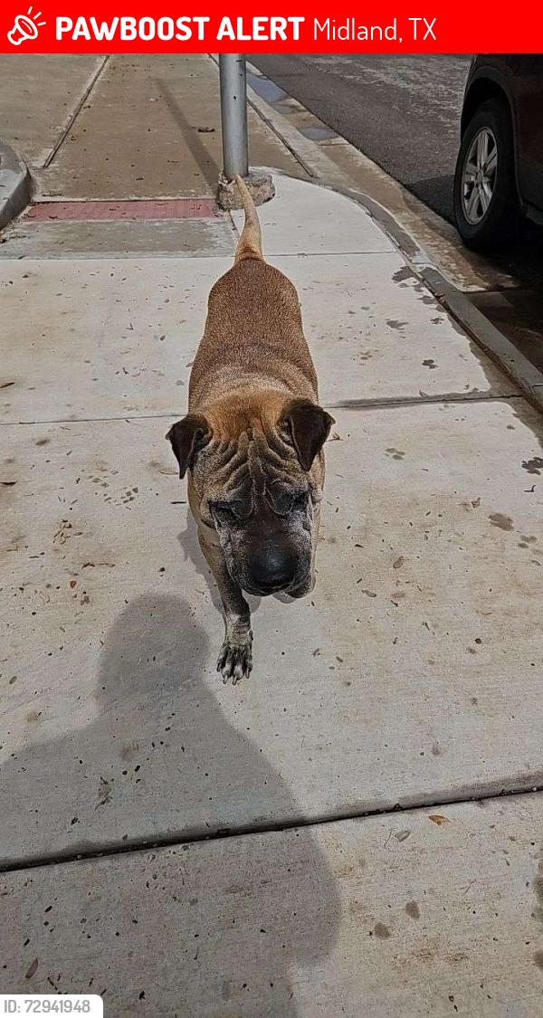 Lost Male Dog last seen Midland Cemetery , Midland, TX 79705