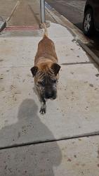 Lost Male Dog last seen Midland Cemetery , Midland, TX 79705