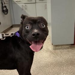 Shelter Stray Male Dog last seen , Jacksonville, FL 32216