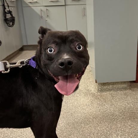 Shelter Stray Male Dog last seen , Jacksonville, FL 32216
