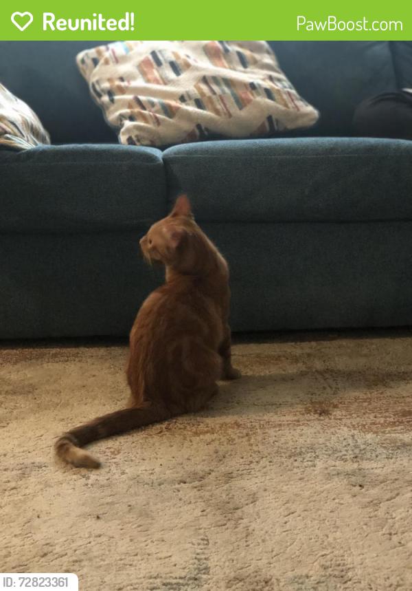 Reunited Male Cat last seen St albans, Saint Paul, MN 55103