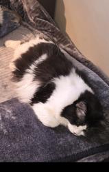 Reunited Female Cat last seen King rd , Abbotsford, BC V2T 5X4