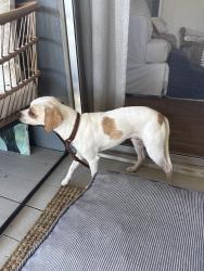 Found/Stray Male Dog last seen Morningside dr Hermosa , Hermosa Beach, CA 90254