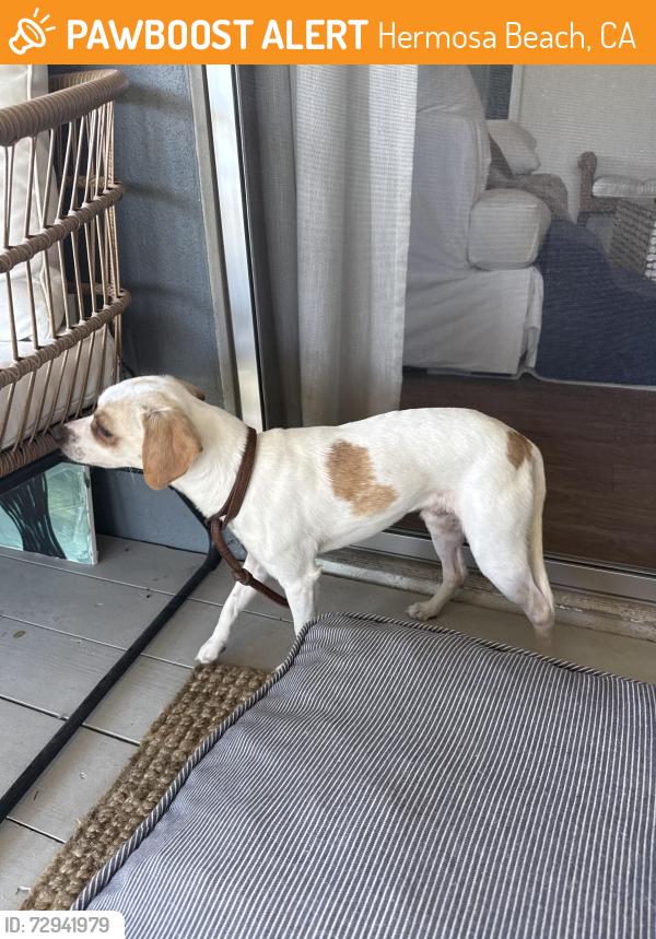 Found/Stray Male Dog last seen Morningside dr Hermosa , Hermosa Beach, CA 90254