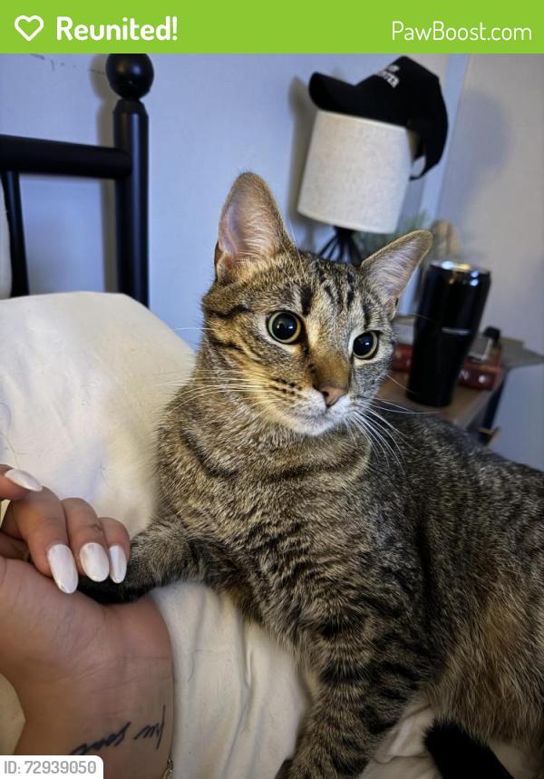 Reunited Male Cat last seen Near Mary road thompson , Thompson, CT 06277