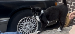 Reunited Female Cat last seen She cross the street from the street from New York prebystein hosp, Queens, NY 11355