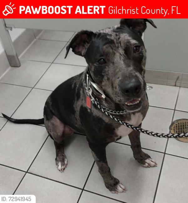 Lost Male Dog last seen Nature Coast State Trail across from Lancaster Correctional Institution, Trenton Fl, Gilchrist County, FL 32693