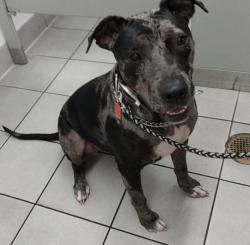 Lost Male Dog last seen Nature Coast State Trail across from Lancaster Correctional Institution, Trenton Fl, Gilchrist County, FL 32693
