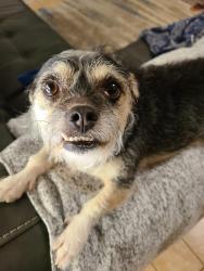 Lost Female Dog last seen Moss Rose ave, Palm Harbor, FL 34683