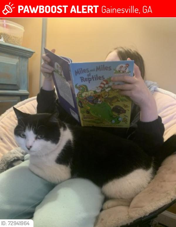 Lost Female Cat last seen Sardis rd and Antioch Campground Church rd, Gainesville, GA 30506