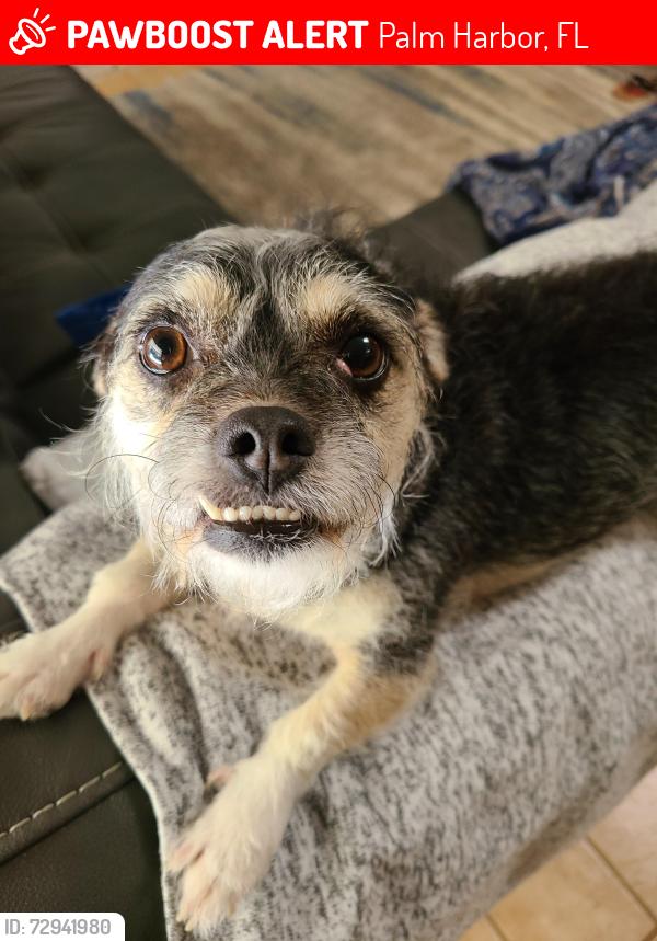 Lost Female Dog last seen Moss Rose ave, Palm Harbor, FL 34683