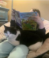 Lost Female Cat last seen Sardis rd and Antioch Campground Church rd, Gainesville, GA 30506