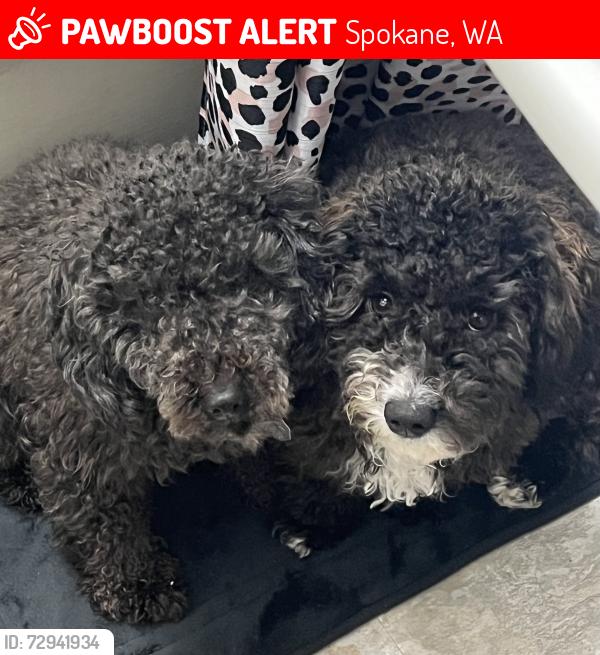 Lost Male Dog last seen East Garland Ave, Spokane, WA 99207