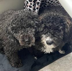 Lost Male Dog last seen East Garland Ave , Spokane, WA 99207