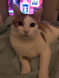 Lost Male Cat last seen Valley View Townhouses , Cabell County, WV 25705