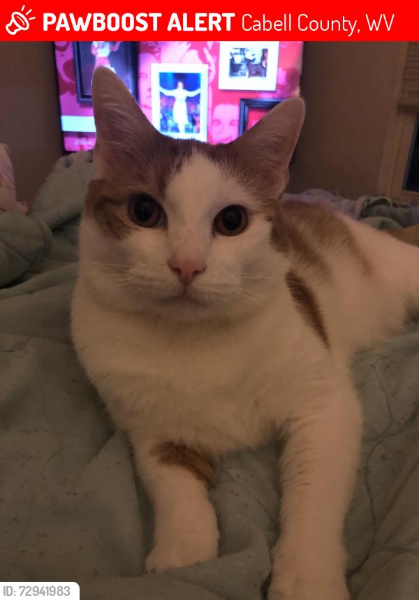 Lost Male Cat last seen Valley View Townhouses , Cabell County, WV 25705
