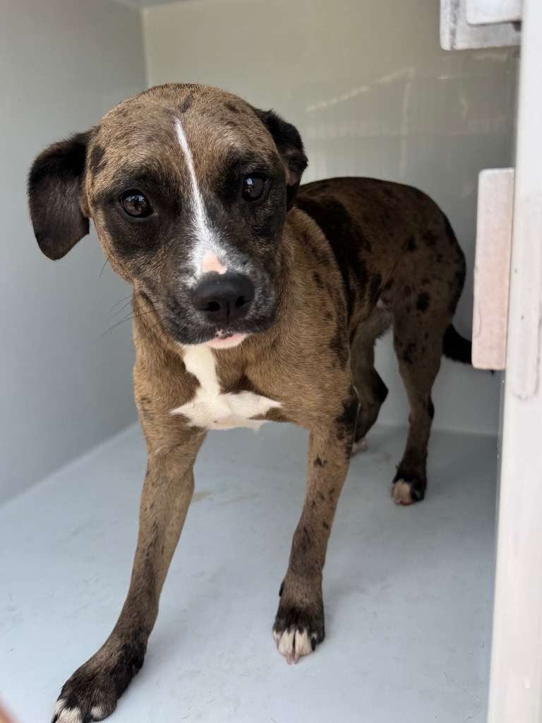 Shelter Stray Female Dog last seen Midwest City, Oklahoma City, OK 73110