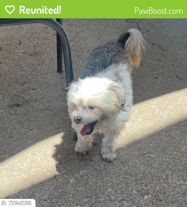 Reunited Female Dog last seen stafford and buchanan , Grand Rapids, MI 49507
