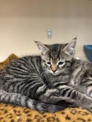 Shelter Stray Unknown Cat last seen , Canton, MA 02021
