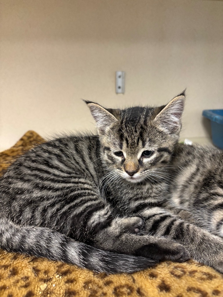 Shelter Stray Unknown Cat last seen , 150 Bolivar St, Canton, MA 02021, USA