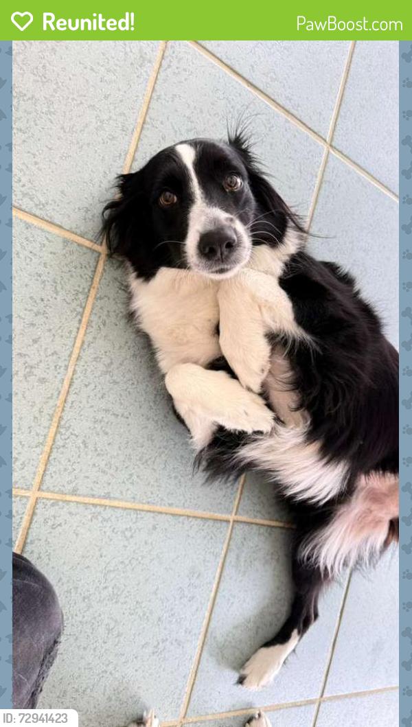 Reunited Female Dog last seen Tamp, florida 33612, Tampa, FL 33612
