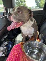 Reunited Unknown Dog last seen Torchwood and Beacon, Wilmington, NC 28411