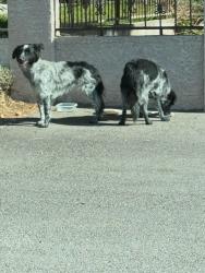Found/Stray Unknown Dog last seen Ann and Durango, Las Vegas Valley, NV 89149