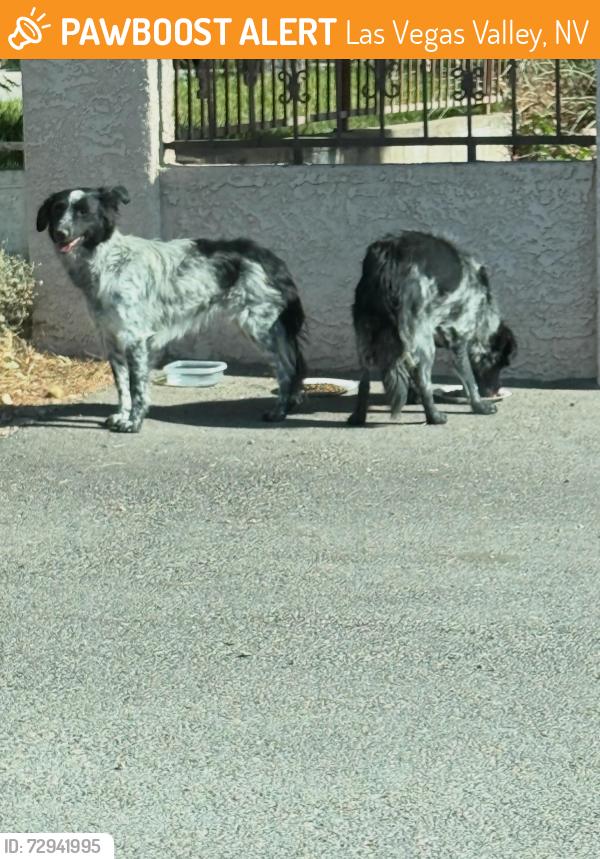 Found/Stray Unknown Dog last seen Ann and Durango, Las Vegas Valley, NV 89149