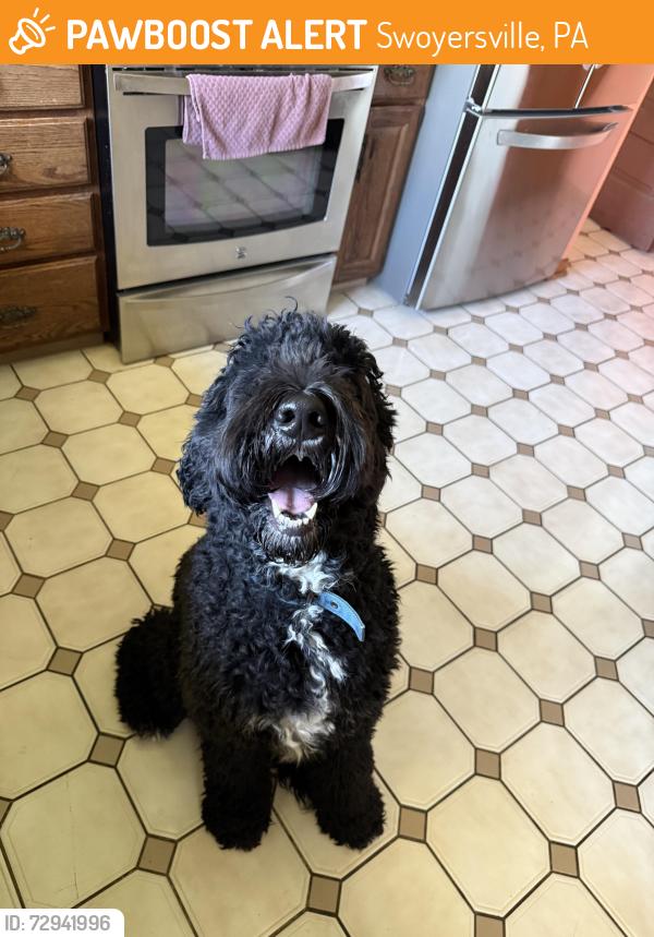 Found/Stray Male Dog last seen Backroad , Swoyersville, PA 18704