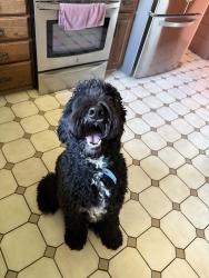 Found/Stray Male Dog last seen Backroad , Swoyersville, PA 18704