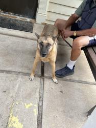 Found/Stray Female Dog last seen Mohawk Golf Course, Tulsa, OK 74115