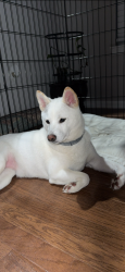 Reunited Female Dog last seen Long ridge drive coraopolis pa, Coraopolis, PA 15108