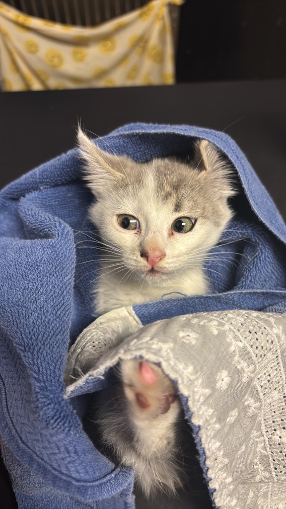 Shelter Stray Female Cat last seen Bexar County, New Braunfels, TX 78130
