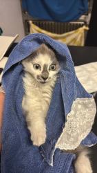 Shelter Stray Female Cat last seen Bexar County, New Braunfels, TX 78130