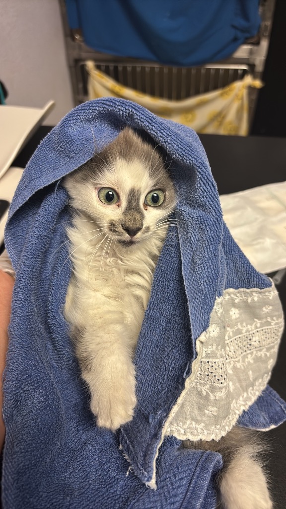 Shelter Stray Female Cat last seen Bexar County, New Braunfels, TX 78130
