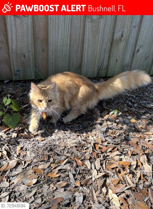 Lost Female Cat last seen County Road 629 , Bushnell, FL 33513