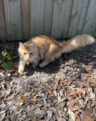 Lost Female Cat last seen County Road 629 , Bushnell, FL 33513