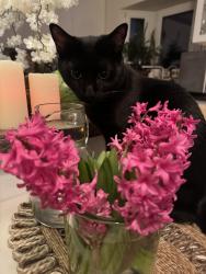 Reunited Male Cat last seen Birchview Drive, Mississauga, ON L5H 3C8