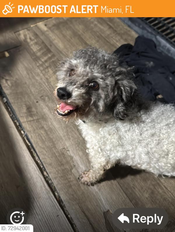 Found/Stray Male Dog last seen Near sq 24th st, Miami, FL 33145