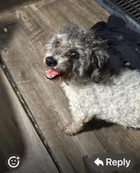 Found/Stray Male Dog last seen Near sq 24th st, Miami, FL 33145