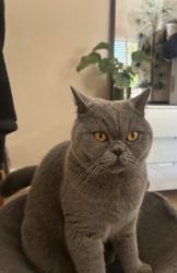 Lost Male Cat last seen British shorthair , Greater London, England SE22 8QR