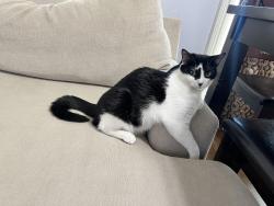 Reunited Female Cat last seen Montoya Dr, Corona, CA 92882