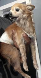 Reunited Male Dog last seen SE 146th Pl, Florida 34491, USA, Marion County, FL 34491