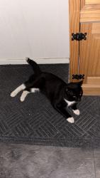 Lost Male Cat last seen Near corners off Chaucer est , Greater London, England SM1 2RA