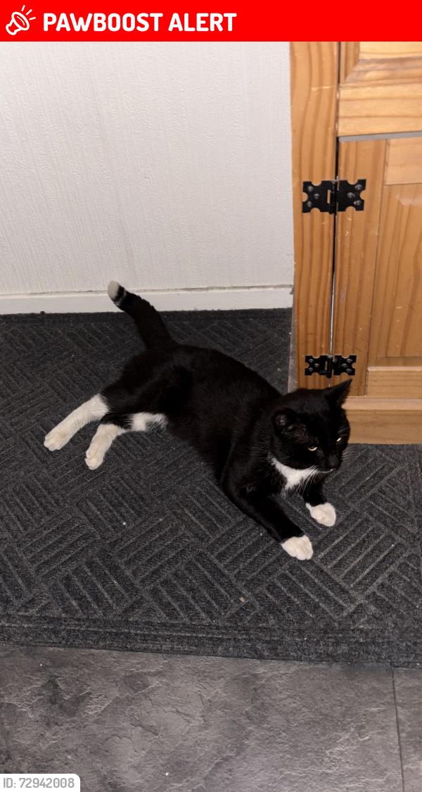 Lost Male Cat last seen Near corners off Chaucer est , Greater London, England SM1 2RA